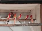 Rosella robino en rode, Dieren en Toebehoren, Vogels | Parkieten en Papegaaien