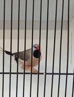 spitsstaarten, Dieren en Toebehoren