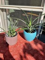 2 cactus plantjes met caspo, Huis en Inrichting, Kamerplanten, Ophalen, Cactus