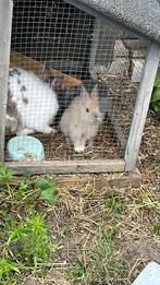 Konijntjes, Dieren en Toebehoren, Konijnen