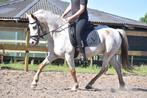 Super gereden, uniek gekleurde Appaloosa D/E ponydame, Dieren en Toebehoren, L, 11 jaar of ouder, Recreatiepony, D pony (1.37m tot 1.48m)
