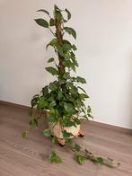 Drakenklimop, Huis en Inrichting, Kamerplanten, Groene kamerplant, Ophalen, In pot, 100 tot 150 cm