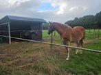 Haflinger te koop, Dieren en Toebehoren, Paarden, Merrie, Minder dan 160 cm, Gechipt, Zadelmak