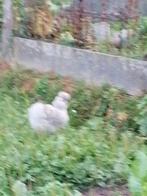 Zijdehoen, Dieren en Toebehoren, Pluimvee