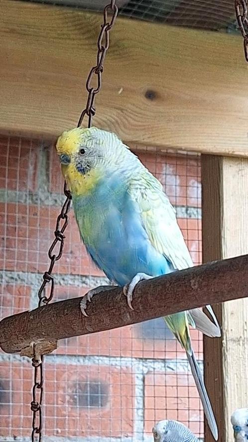 Gras/roodrugparkiet, Dieren en Toebehoren, Vogels | Parkieten en Papegaaien