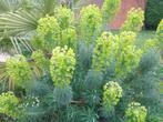plante:euphorbe,jeune plante:différentes grandeurs:10 à 14 €, Ophalen, Lente, Vaste plant, Halfschaduw