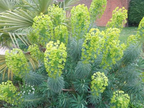 plante:euphorbe,jeune plante:différentes grandeurs:10 à 14 €, Tuin en Terras, Planten | Tuinplanten, Vaste plant, Halfschaduw