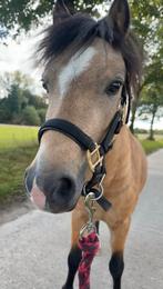 Lieve miniatuurpaardje/Pony te koop, Dieren en Toebehoren, Paarden, Hengst