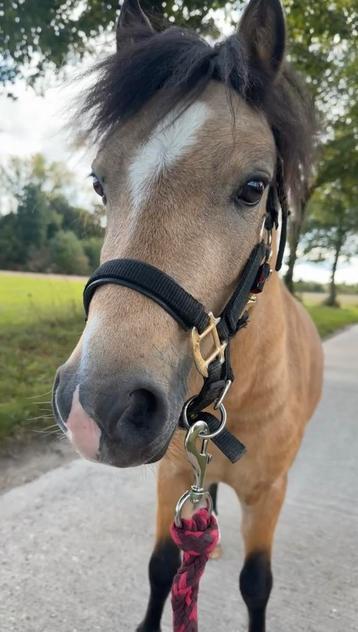 Lieve Pony zoekt ander huisje beschikbaar voor biedingen