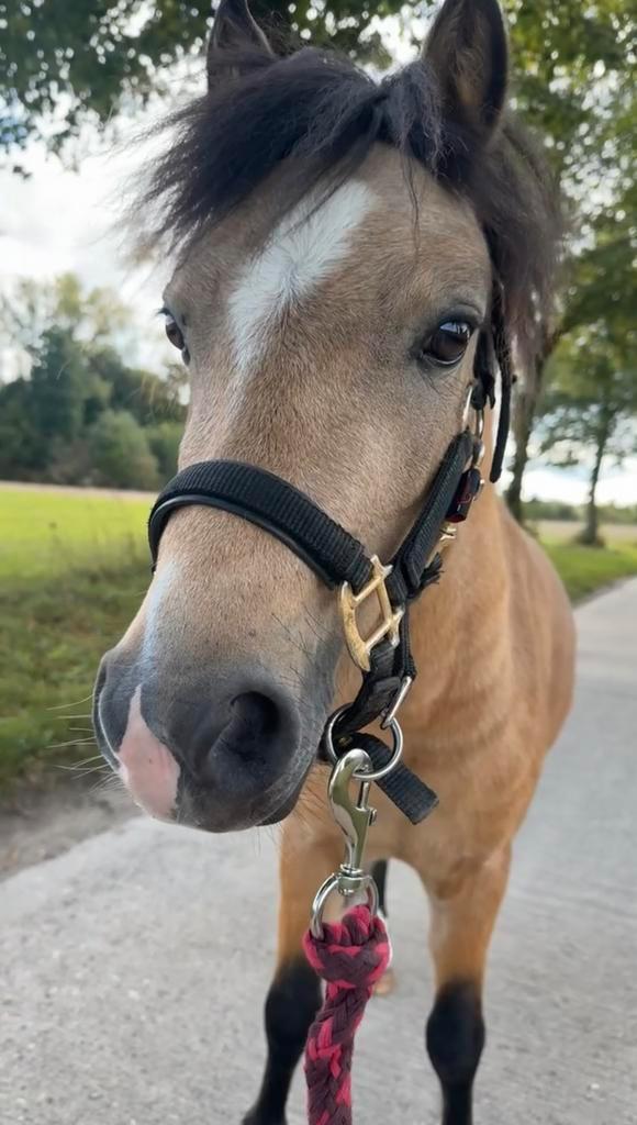 Lieve Pony zoekt ander huisje, Dieren en Toebehoren, Paarden, Hengst