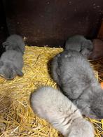 Raskonijn nederlandse hangoordwerg hangoor dwerg, Dieren en Toebehoren, Konijnen, Dwerg, Hangoor