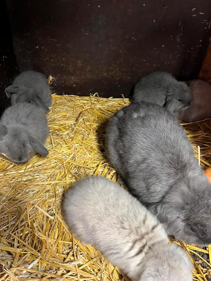 Raskonijn nederlandse hangoordwerg hangoor dwerg, Dieren en Toebehoren, Konijnen, Dwerg, Hangoor