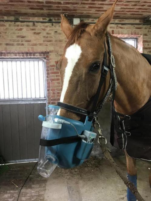 TE HUUR BIJ EQUINE RENTAL SERVICES: FLEXINEB AEROSOL, Animaux & Accessoires, Chevaux