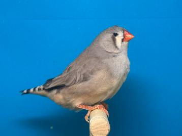 Pastel split zwartborst x bruine pop, zebravinken, exoten beschikbaar voor biedingen