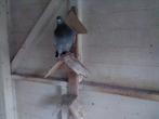Kweekduiver, Dieren en Toebehoren, Vogels | Duiven