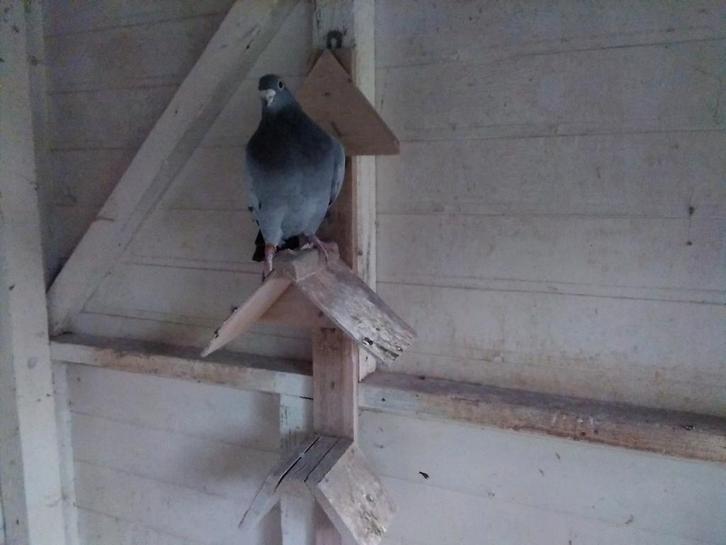 Kweekduiver, Dieren en Toebehoren, Vogels | Duiven
