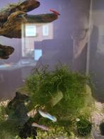 Vesicularia Montagnei Christmas Mos portie, Dieren en Toebehoren, Vissen | Aquaria en Toebehoren, Ophalen of Verzenden, Nieuw