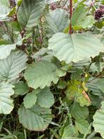 Bosplanten (Els Berk ,Acer ), Tuin en Terras, Ophalen of Verzenden, Struik