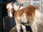 Boerenpaarden, Dieren en Toebehoren, Merrie, Onbeleerd