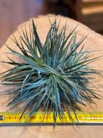 Tillandsia Silver – Stijlvol en tijdloos, Ophalen of Verzenden