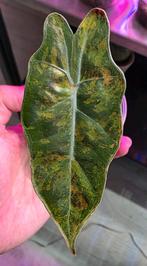 Alocasia pseudo sanderiana aurea, Enlèvement