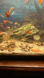 Guppy’s en algeneters, Dieren en Toebehoren, Vis, Zoetwatervis, Schoolvis