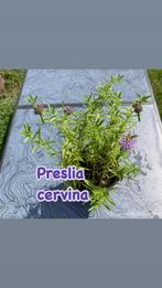 Lot de 12 plantes aquatiques pour étang, Tuin en Terras, Planten | Tuinplanten, Ophalen, Vaste plant, Vijverplanten