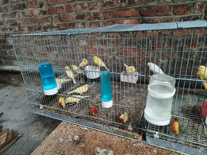 Voliere+9canaris malinois pure+ materiel de reproduction, Dieren en Toebehoren, Vogels | Hokken en Kooien, Zo goed als nieuw, Volière