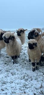 2 rammetjes walliser schwarznase te koop, zwartneus, Mannelijk, Schaap, 0 tot 2 jaar