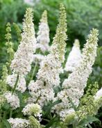 Vlinderstruik - Buddleja davidii 'white profusion', Ophalen