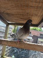 Duivin, Dieren en Toebehoren, Vogels | Duiven, Vrouwelijk, Overige soorten
