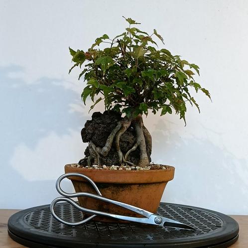 Acer buergerianum bonsai, Jardin & Terrasse, Plantes | Arbres, Autres espèces, Moins de 100 cm, Ombre partielle, Printemps, En pot