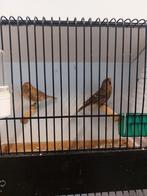 Barmsijsjes, Dieren en Toebehoren, Vogels | Overige Vogels, Meerdere dieren, Wildzangvogel, Geringd