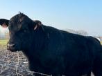 Black Angus dekstieren, Animaux & Accessoires, Bovins, Mâle, 0 à 2 ans