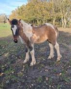 Super knap veulen, Dieren en Toebehoren, Paarden, Gechipt