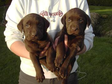 Labrador pups chocoladekleurig beschikbaar voor biedingen