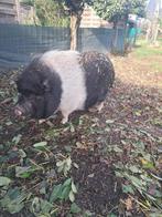 Göttinger varkens, Dieren en Toebehoren, Augustus, Meerdere dieren