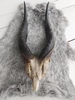 Decoratieve antilope hoorns met deel schedel, Collections, Collections Animaux, Bois ou Tête, Animal sauvage, Enlèvement ou Envoi