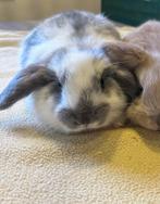 Minilopje, Dieren en Toebehoren, Vrouwelijk, Klein, Hangoor, 0 tot 2 jaar