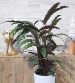 Calathea, Huis en Inrichting, Kamerplanten, Ophalen