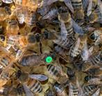 Raszuivere Carnica Koninginnen | P-moeren | Bijenvolken, Bijen