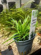 Eriocaulon sp. Vietnam, Ophalen of Verzenden, Nieuw, Plant(en), Steen of Hout