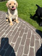 Labrador pups, Animaux & Accessoires, Plusieurs, Belgique, 8 à 15 semaines, Éleveur | Loisir