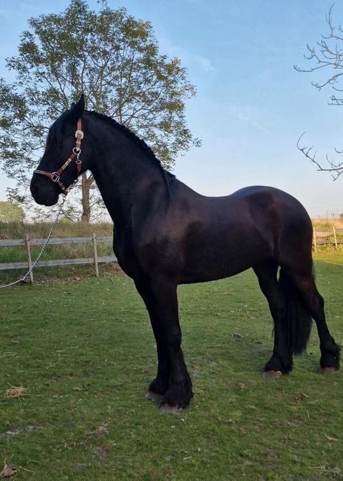 Friese droomruin met gouden karakter – Isaak van 't Slikwit, Dieren en Toebehoren, Paarden, Ruin, M, 160 tot 165 cm, 7 tot 10 jaar
