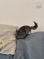 Chinchilla (reed the description), April, Chinchilla