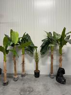 7 decoratieve palmbomen, Enlèvement