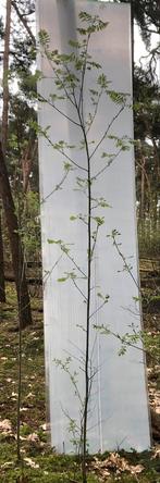Lijsterbes of Sorbus aucuparia, Tuin en Terras, Ophalen of Verzenden