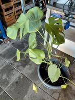 Plant, Jardin & Terrasse, Plantes | Jardin, Enlèvement, Plante fixe, Autres espèces