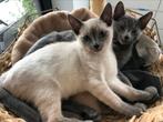 Gezocht: dekkater blauwe rus, Dieren en Toebehoren, Katten en Kittens | Raskatten | Korthaar, Kater