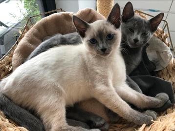 Gezocht: dekkater blauwe rus, Dieren en Toebehoren, Katten en Kittens | Raskatten | Korthaar, Kater